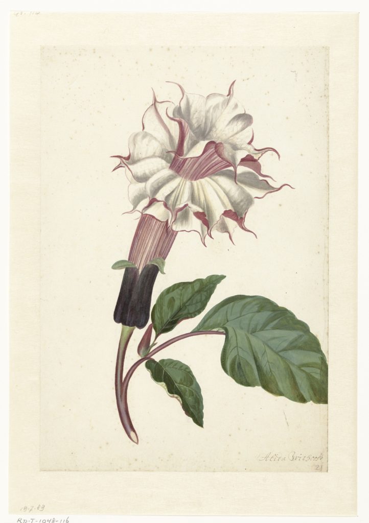 Dutch Artist Alida Withoos As A Painter And Botanical Illustrator