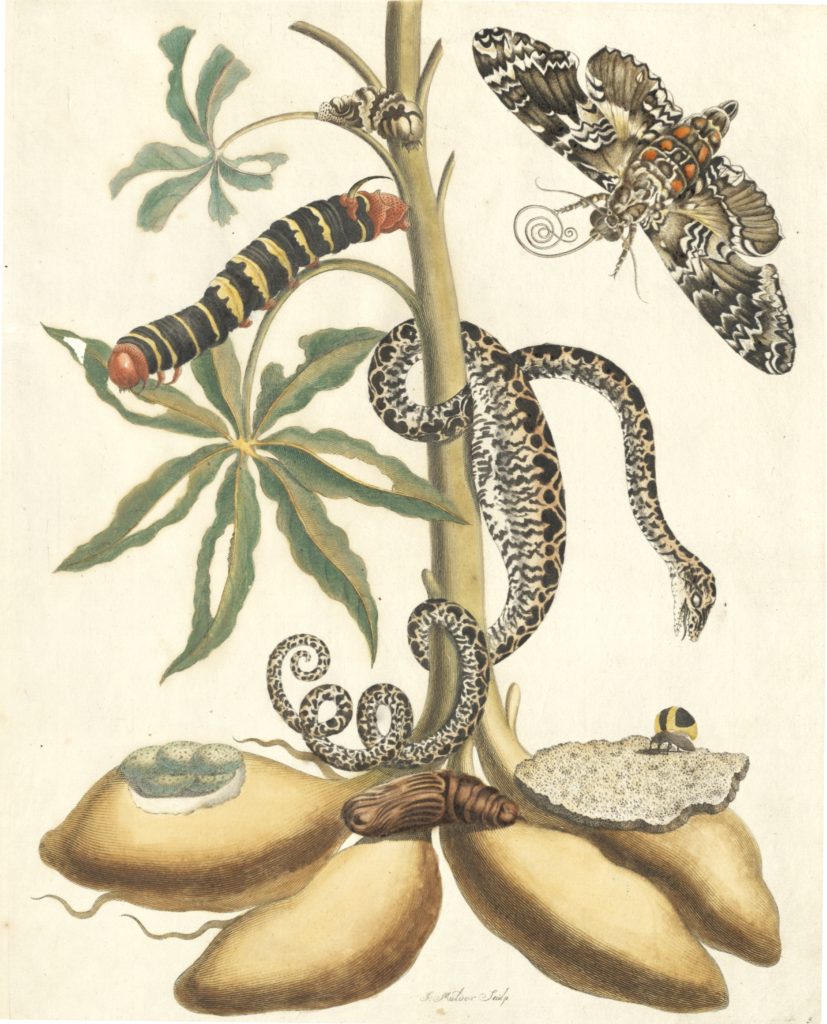 Maria Sibylla Merian Her Contributions To Art Science