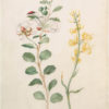Floral & Botanical Art 4 - Sample Pack of 6 Note Cards - Image 6