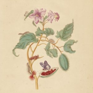 Maria Sibylla Merian Rocu Tree card