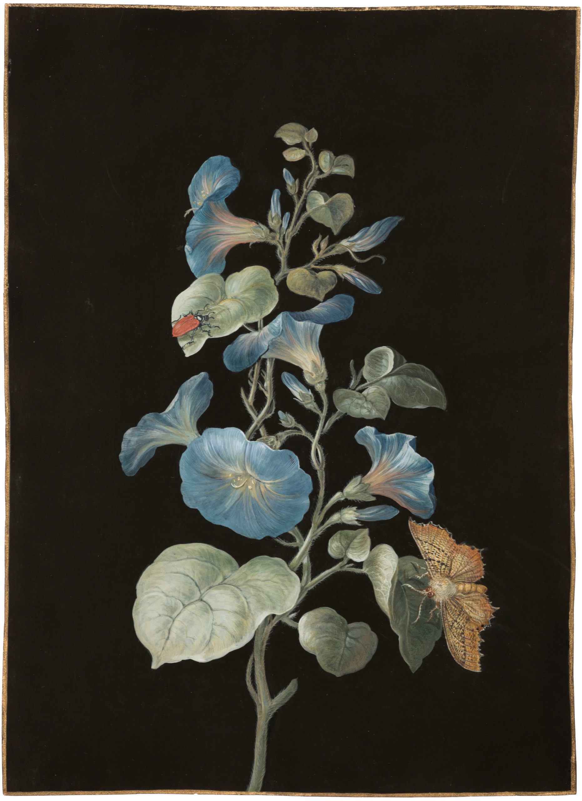 Barbara Regina Dietzsch | Botanical Artist of Enlightenment Germany