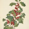 10-pack of Sprig of Holly Holiday Card - Image 2