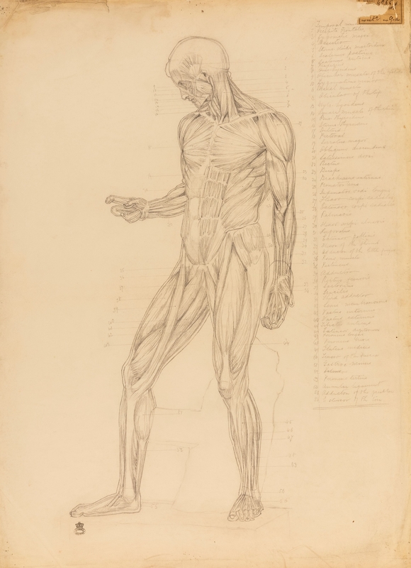 An écorché drawing showing the musculature within an inked outline of a human body, based on the classical sculpture called the Discophoros. An index, in pencil, on the right side lists the muscles which are identified by numbers and letters drawn on the figure. The figure faces left; its right elbow is bent and the forearm is at high angles with the body.