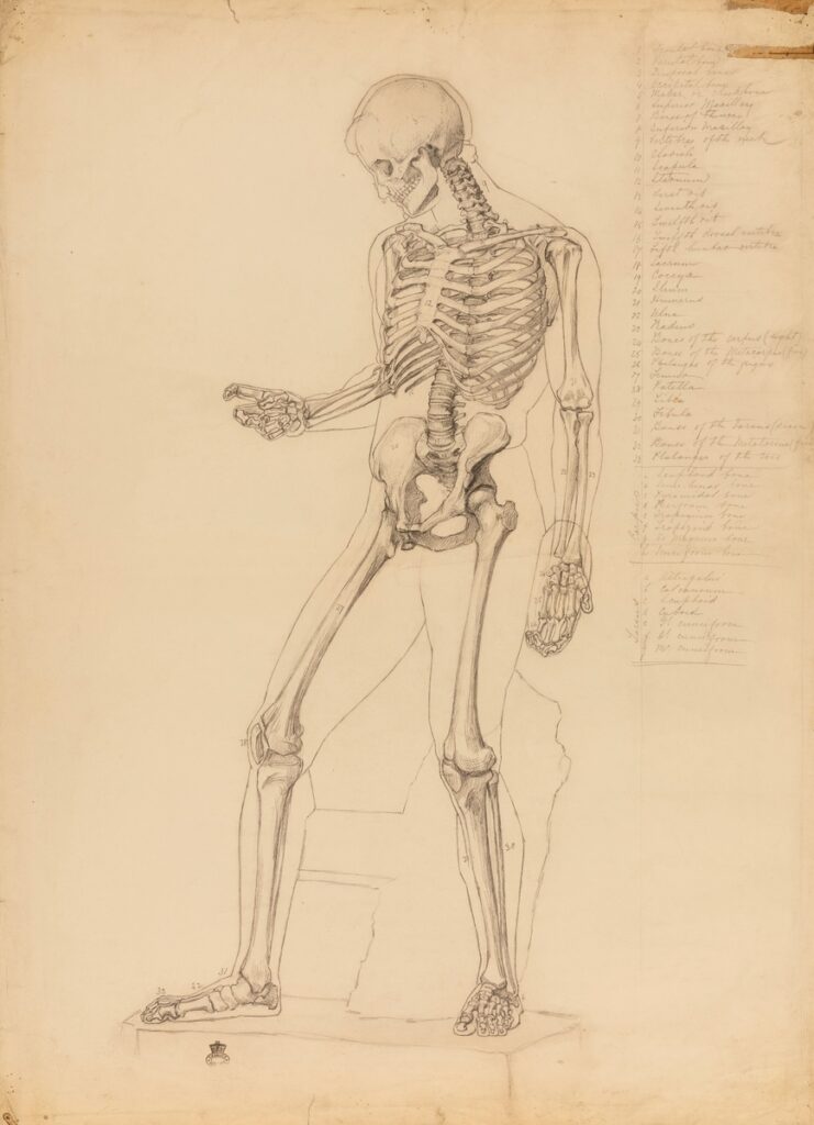 Human skeleton within an inked outline of a body, modelled on the classical sculpture called the Discophoros. An index, in pencil, on the right side lists the bones which are identified by numbers and letters drawn on the skeleton. The figure faces left; its right elbow is bent and the forearm is at high angles with the body.