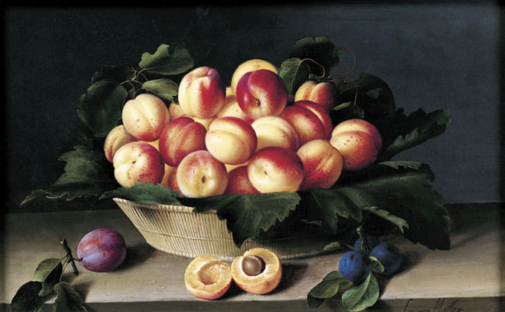 An oil painting that depicts an oblong wicker basket that sits on a tabletop or ledge and contains dozens of apricots o a bed of dark green leaves. In front of the basket sit, left to right, a purple plum on a branch; a halved apricot with the pit in the right side; and two blue plums on a branch.