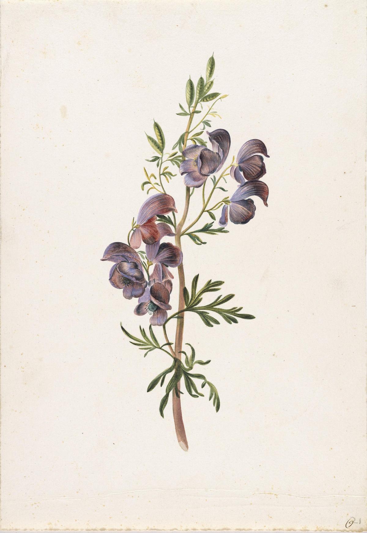 A drawing of a branch of the monkshood plant in bloom