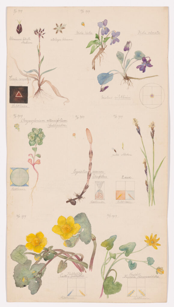 A portfolio page filled with botanical illustrations by one of the women artists on show in 2025, , including Luzula campestris (Field Woodrush), Viola hirta (Hairy Violet), Viola odorata (Sweet Violet), Chrysosplenium alternifolium (Alternate-Leaf Golden Saxifrage), Equisetum arvense (Field Horsetail), Caltha palustris (Marsh Marigold), Ranunculus ficaria (Fig Buttercup), and Carex sp. (Sedge). 