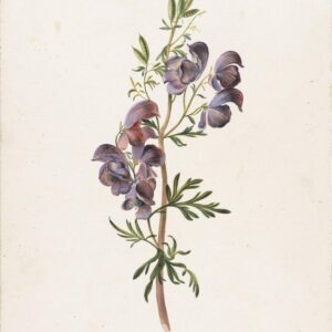 A drawing of monkshood in bloom against a pale background