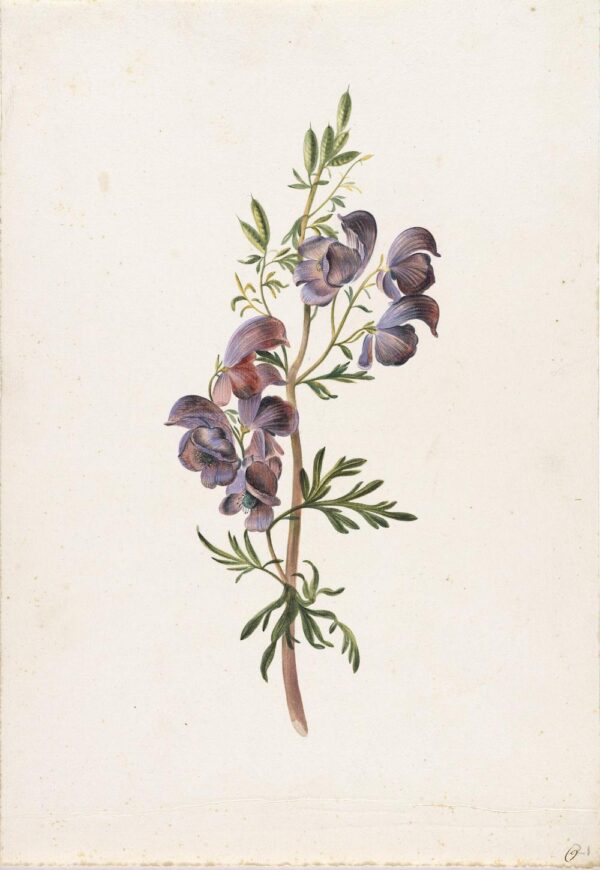 A drawing of monkshood in bloom against a pale background