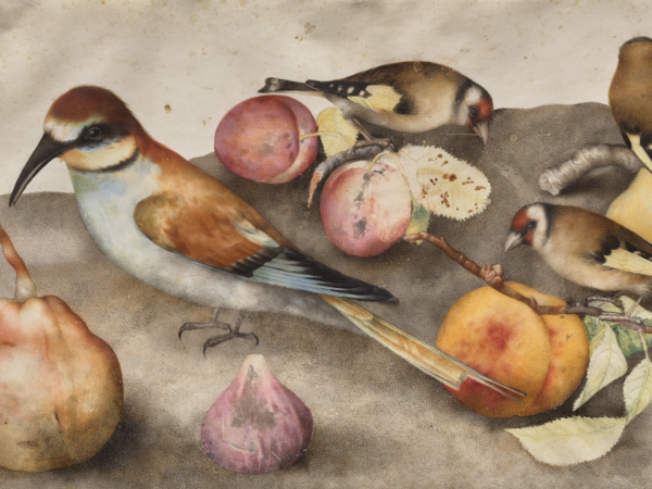 Giovanna Garzoni Birds and Fruit note card