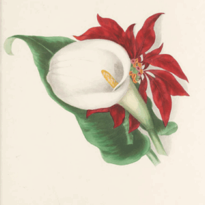 Poinsettia and Calla Lily Holiday Card