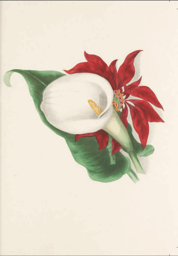 Poinsettia and Calla Lily Holiday Card