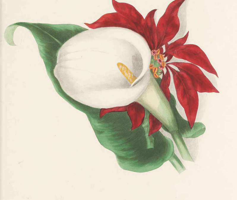 Announcing Art Herstory’s 2025 Holiday Card: Poinsettia and Calla Lily