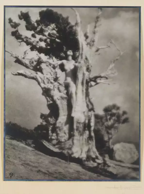 Invictus is the Latin word for “unconquered.” In Brigman’s photograph, a nymph rises from a juniper tree as if part of the same life force. Juniper trees are known to be so hardy that they can grow on the sides of rocky cliffs. Like the juniper tree, the woman’s resolute position reminds us that there is strength in the face of adversity.