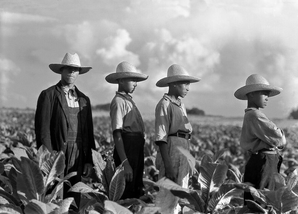  In the middle of a field with tobacco rising up to the waist, a tobacco farmer looks at the viewer. Next to him are his three sons, standing in profile, lined up in a row. The composition of Wootten’s photograph emphasizes the togetherness of this family. Wearing broad-rim straw hats for protection against the sun, they stand proudly, ready for work. Tobacco growers put North Carolina on the map as early as the mid-seventeenth century. Tobacco remains an important state industry.